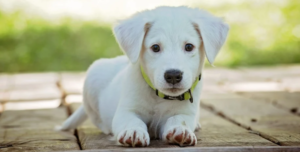 Puppy 